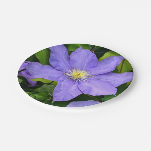 Lila Clematitis-Papierplatte Pappteller (Schrägansicht)