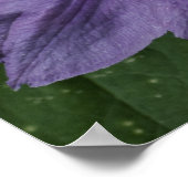Lila Clematitis Print Poster (Ecke)