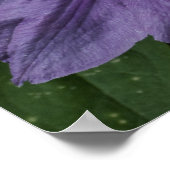 Lila Clematitis Print Poster (Ecke)