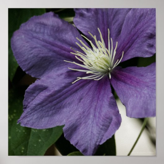 Lila Clematitis Print Poster (Vorne)
