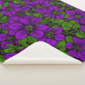 Lila Clematiweine Sherpadecke (3/4)