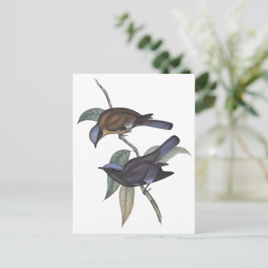 Lila Cochoa Postkarte (Stehend Vorderseite)