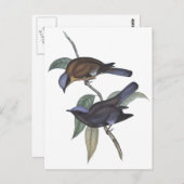 Lila Cochoa Postkarte (Vorne/Hinten)