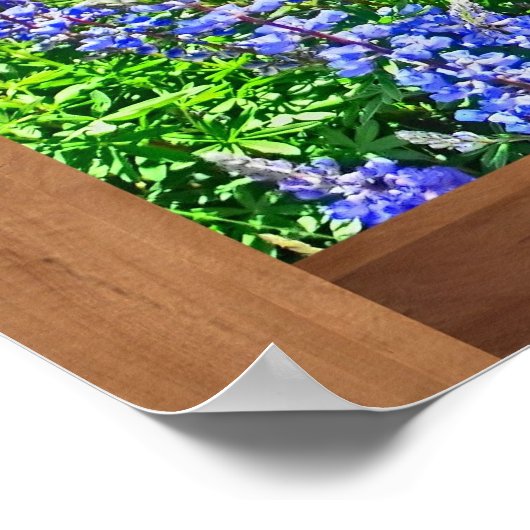 Lila Colorado Wildblume landschaftlicher Plakatdru Poster (Ecke)