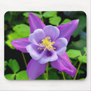 Lila Columbine-Blume Mousepad