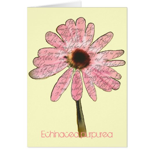 Lila ConeFlower Echinacea purpurea (Vorne)