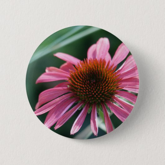 Lila Coneflower Knopf Button (Vorderseite)