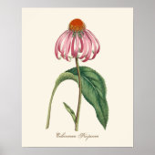 Lila Coneflower Nature Poster (Vorne)