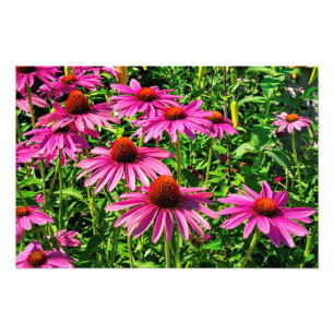 Lila Coneflowers Fotodruck