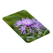 Lila Cornflower Magnet (Rechte Seite)
