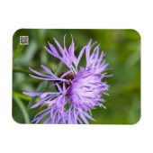 Lila Cornflower Magnet (Horizontal)