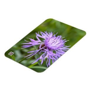 Lila Cornflower Magnet