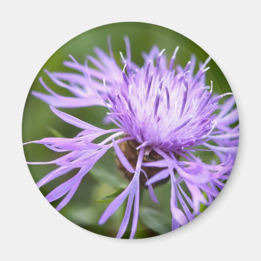 Lila Cornflower Magnet (Vorne)