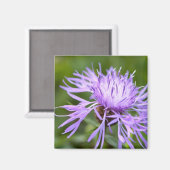 Lila Cornflower Magnet (Vorderseite/Rückseite)