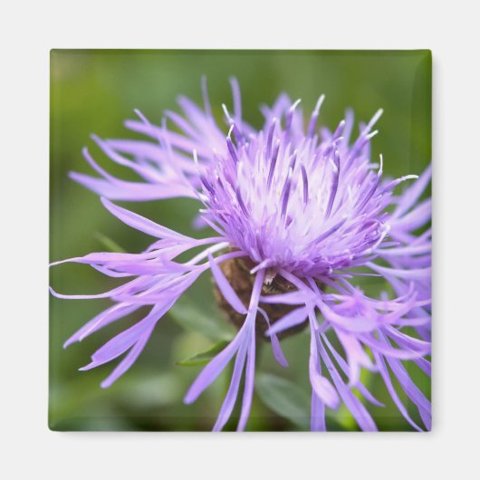Lila Cornflower Magnet (Vorne)