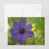 Lila Cosmea Blume DIY Postkarte (Vorne/Hinten)