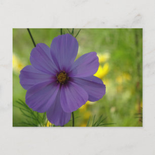 Lila Cosmea-Blumen-Postkarte zum Selbermachen Postkarte