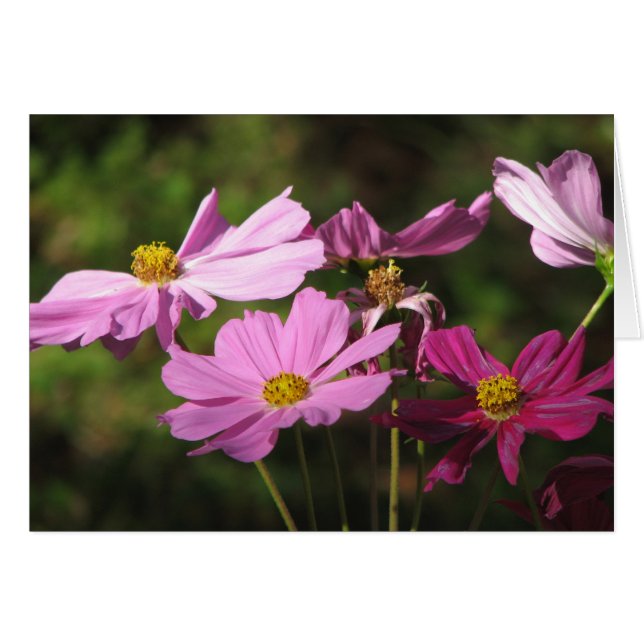 Lila Cosmos-Blume-Karte (Vorderseite (Horizontal))