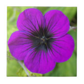 Lila Cranesbill Geranium Floral Fliese (Vorderseite)