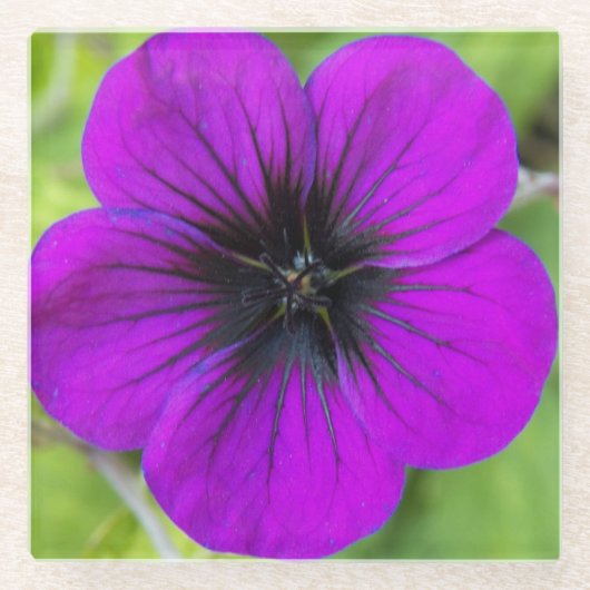 Lila Cranesbill Geranium Floral Glasuntersetzer (Vorderseite)