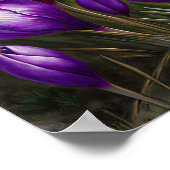 Lila Crocus Blume Art Print Poster (Ecke)