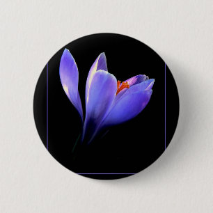 Lila CROCUS-Blume Button