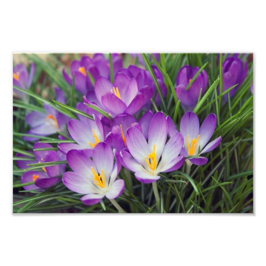 Lila Crocus-Blume im Frühjahr Fotodruck (Vorne)
