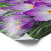 Lila Crocus-Blume im Frühjahr Fotodruck (Ecke)