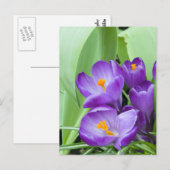 Lila Crocus-Blume Postkarte (Vorne/Hinten)