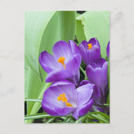 Lila Crocus-Blume Postkarte (Vorderseite)