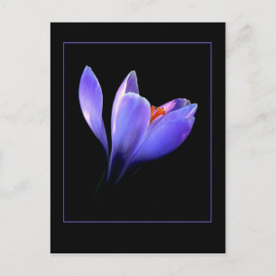 Lila CROCUS-Blume Postkarte
