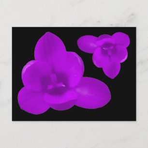 Lila Crocus Blume Postkarte