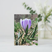 Lila Crocus-Blume Postkarte (Stehend Vorderseite)
