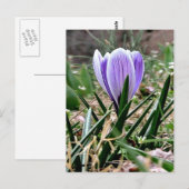 Lila Crocus-Blume Postkarte (Vorne/Hinten)
