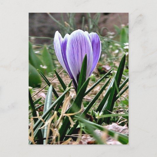 Lila Crocus-Blume Postkarte (Vorderseite)