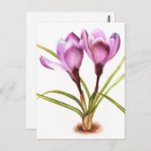 Lila Crocus Fine Art Aquarellkarte Postkarte (Vorne/Hinten)