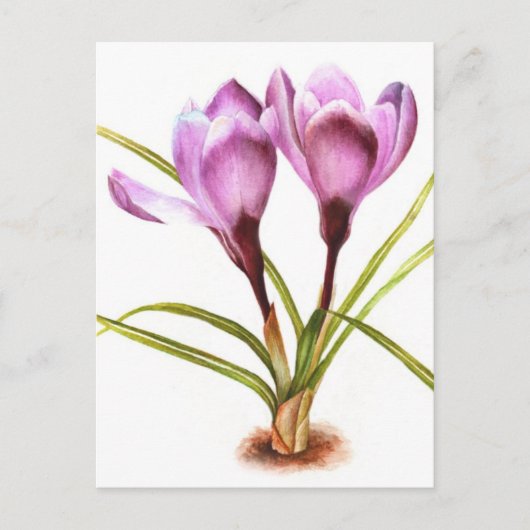 Lila Crocus Fine Art Aquarellkarte Postkarte (Vorderseite)