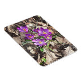 Lila Crocus Flexible Foto Magnet (Rechte Seite)