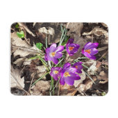 Lila Crocus Flexible Foto Magnet (Horizontal)