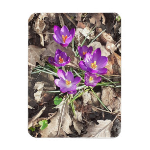 Lila Crocus Flexible Foto Magnet