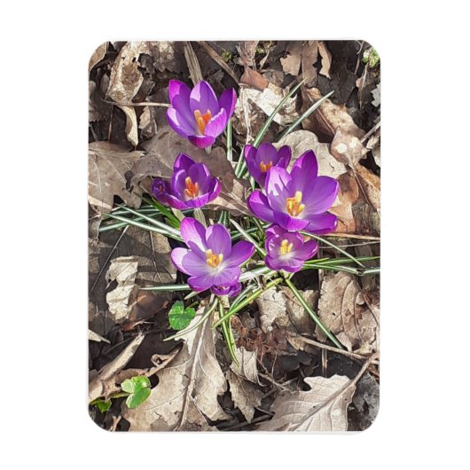 Lila Crocus Flexible Foto Magnet (Vertikal)