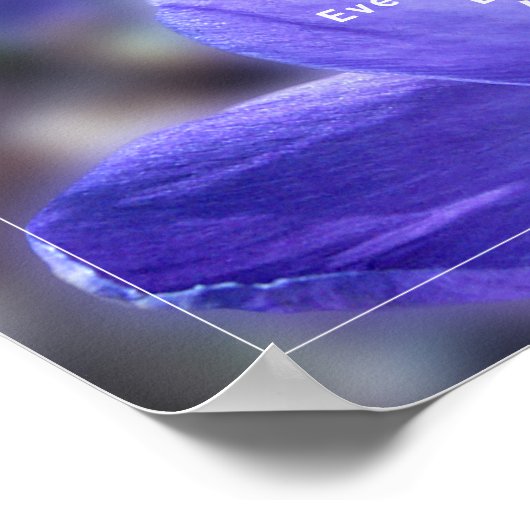 Lila Crocus-Foto-Angebot Poster (Ecke)