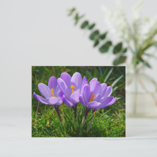 Lila Crocus Foto Postkarte (Stehend Vorderseite)