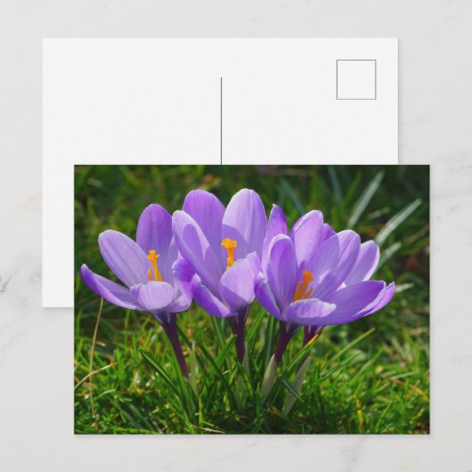 Lila Crocus Foto Postkarte (Vorne/Hinten)