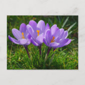 Lila Crocus Foto Postkarte (Vorderseite)