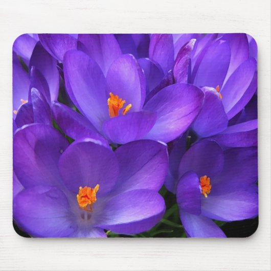 Lila Crocus Garden Blume Mousepad (Vorne)