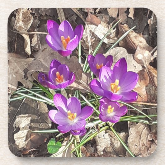 Lila Crocus Hard Plastic Untersetzer (Vorderseite)
