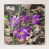 Lila Crocus Jigsaw Puzzle (Horizontal)