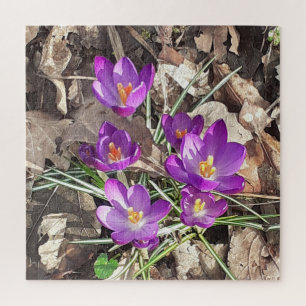 Lila Crocus Jigsaw Puzzle