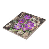 Lila Crocus Keramik Tile Fliese (Seite)